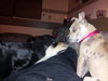 Chloe-Puppy