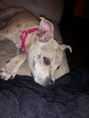 Chloe-Puppy
