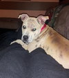 Chloe-Puppy