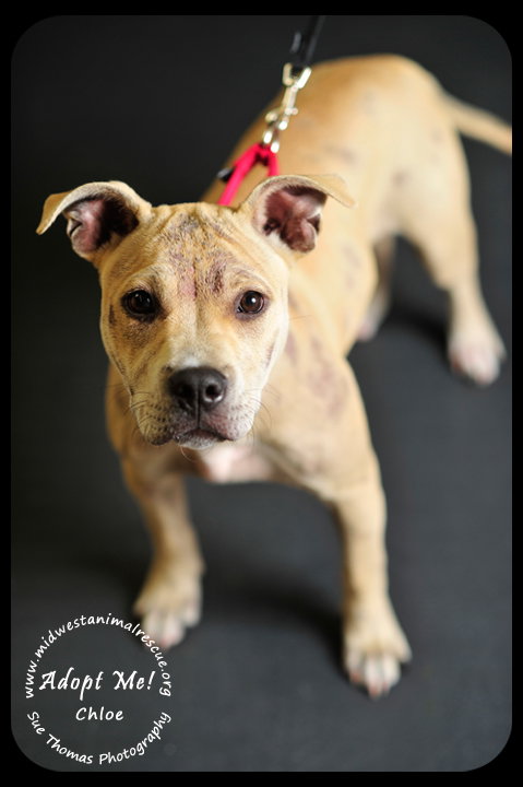 Chloe-Puppy