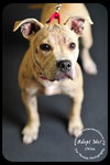 Chloe-Puppy