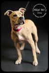 Chloe-Puppy