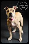 Chloe-Puppy