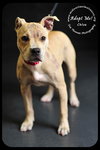 Chloe-Puppy