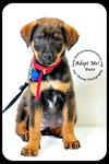 Buzz-Puppy