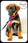 Buzz-Puppy