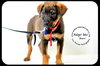 Buzz-Puppy