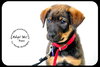 Buzz-Puppy