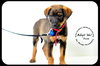 Buzz-Puppy