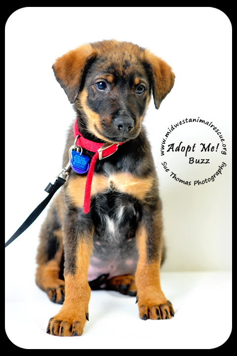 Buzz-Puppy