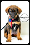 Buzz-Puppy