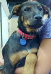 Buzz-Puppy