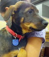 Buzz-Puppy
