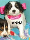 Annabelle- Puppy