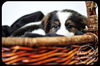 Annabelle- Puppy