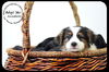Annabelle- Puppy