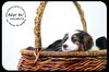 Annabelle- Puppy