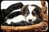 Annabelle- Puppy