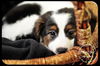 Annabelle- Puppy