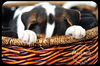 Atticus -Puppy