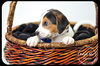 Atticus -Puppy