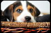 Atticus -Puppy