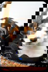 Atticus -Puppy