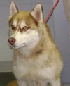 Atka