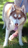 Atka