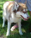Atka