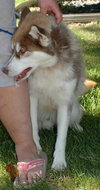 Atka