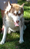 Atka