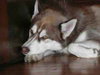 Atka