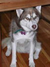 Atka