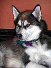Atka