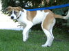 Romy