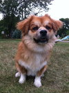 Ash-puppy