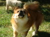 Ash-puppy