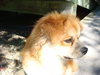 Ash-puppy