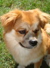 Ash-puppy