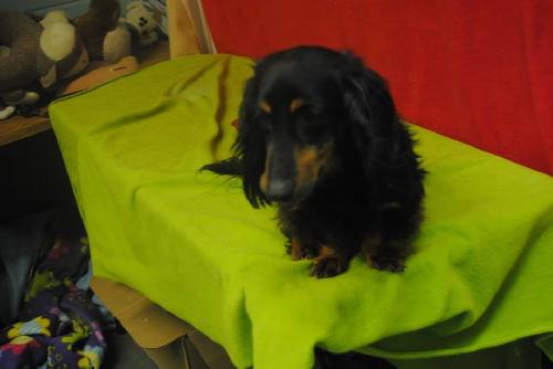 Seraphina- needs a foster by 8/10*