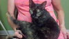 Honeysuckle-Foster Needed