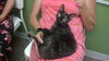 Honeysuckle-Foster Needed