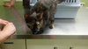 Honeysuckle-Foster Needed