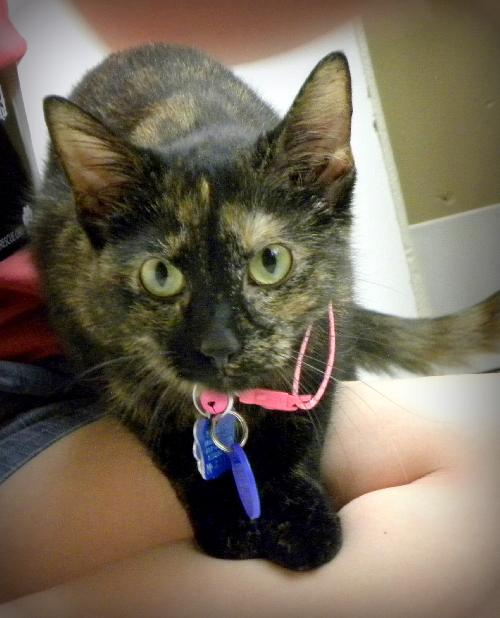 Honeysuckle-Foster Needed