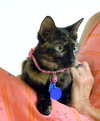 Honeysuckle-Foster Needed