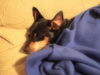 Dasher