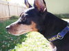 Dasher