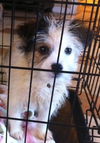 Elliot Puppy