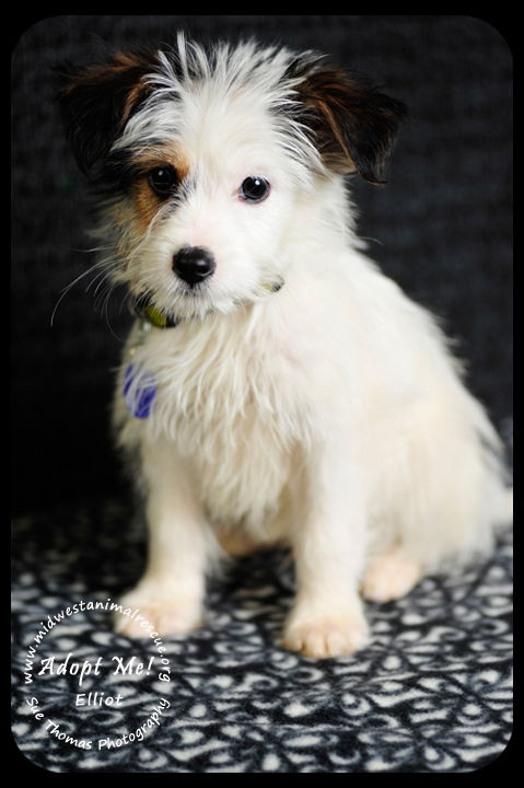 Elliot Puppy